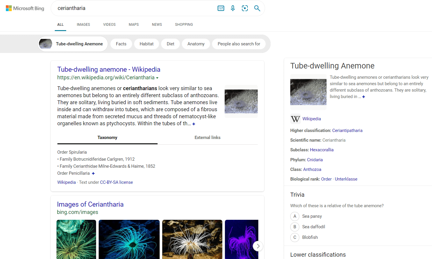 Example of search results on Bing